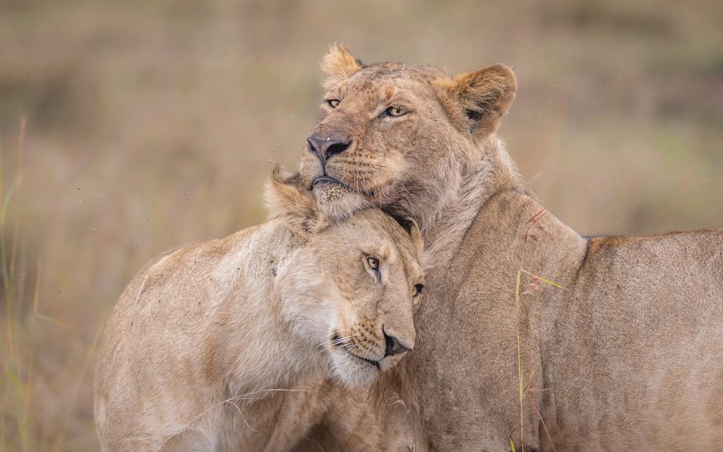 Private Safaris in Africa - Kenya Safaris - Private Safaris - African Safaris - Masai Mara Safaris - Cheetah Safaris UK