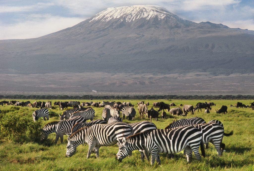 African Safaris - Kenya Safaris - Amboseli National Park - Amboseli Safaris - Kenya Safaris - Cheetah Safaris UK
