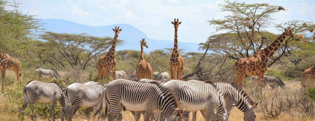 Kenya Safaris: Top 10 Best Picks