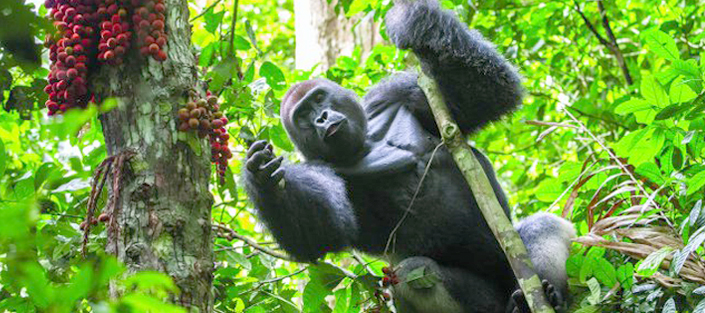Gorilla Trekking: Guide for a Remarkable Journey