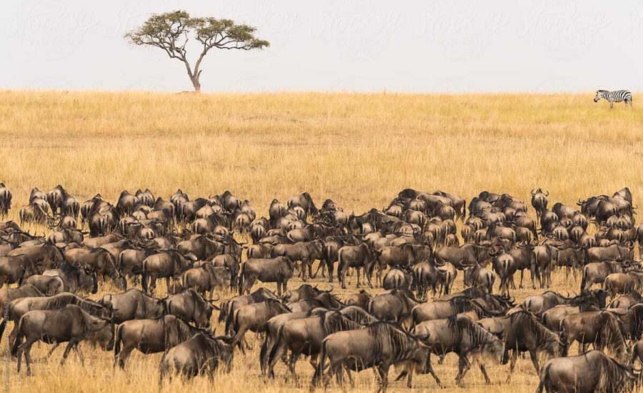 Wildebeest Migration Safaris in Kenya and Tanzania - Cheetah Safaris UK