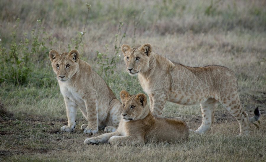 Kenya Safaris - African Safari itienraries - African Safaris Holidays - Luxury Safaris - Luxury Tours in Kenya - Kenya Luxury Adventures - Kenya Luxury Safaris - Cheetah Safaris UK