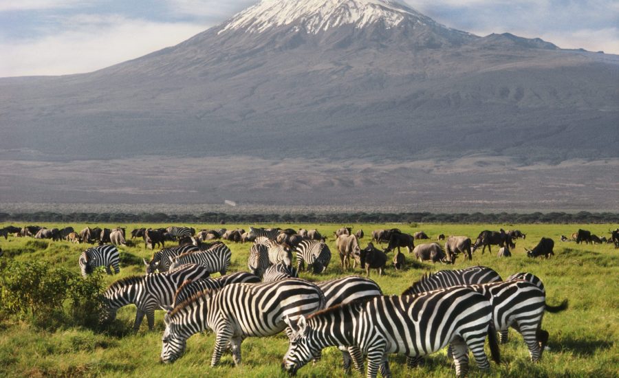 African Safaris - Kenya Safaris - Amboseli National Park - Amboseli Safaris - Kenya Safaris - Cheetah Safaris UK