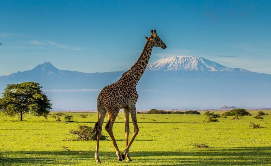 African Safaris - Kenya Safaris - Amboseli National Park - Amboseli Safaris - Kenya Safaris - Cheetah Safaris UK