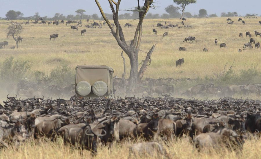 Wildebeest Migration Safaris in Kenya and Tanzania - Cheetah Safaris UK