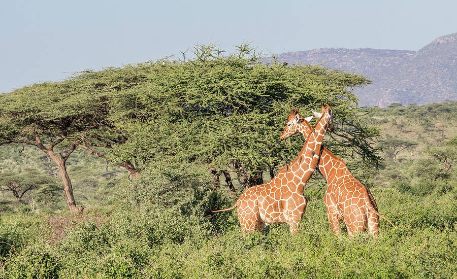 Samburu National Reserve - Samburu Safaris - Kenya Safaris - Cheetah Safaris UK