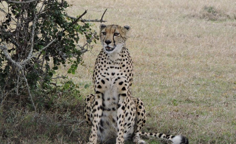 Samburu National Reserve - Samburu Safaris - Kenya Safaris - African Safari Holidays - Cheetah Safaris UK