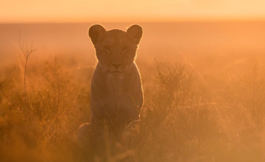 Private Safaris in Africa - Kenya Safaris - Private Safaris - African Safaris - Masai Mara Safaris - Cheetah Safaris UK