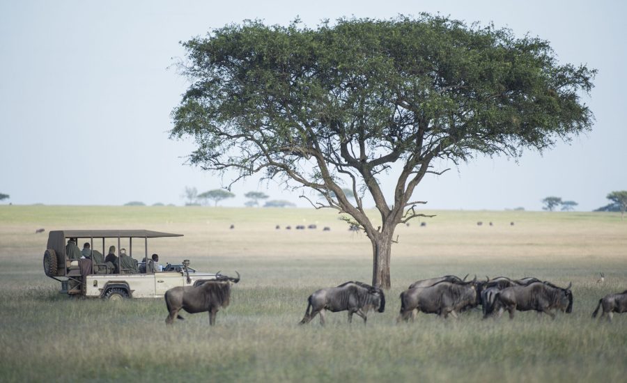 Tanzania Safaris -African Safaris Holidays - Serengeti Safaris - Cheetah Safaris UK