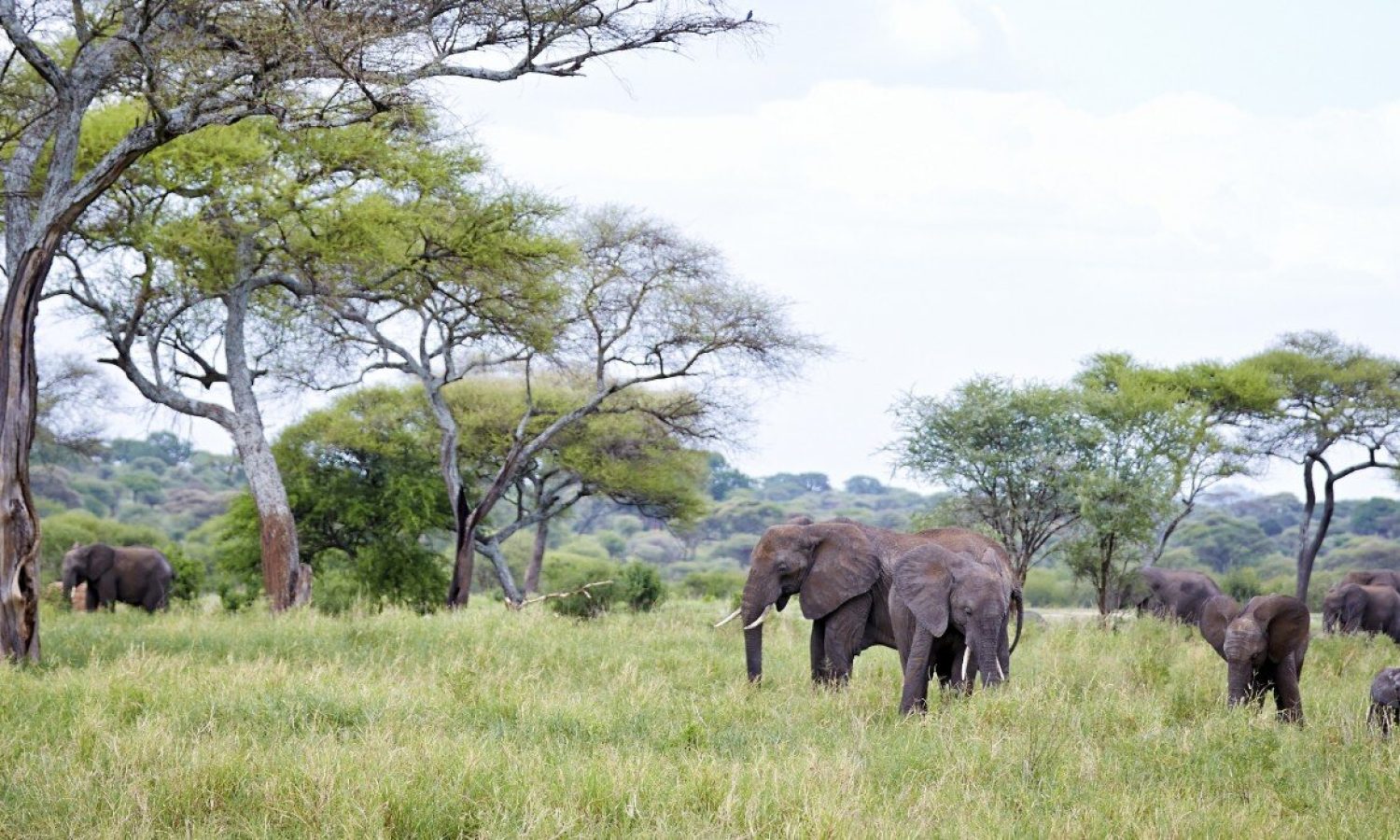 Tanzania Safaris -African Safaris Holidays - Serengeti Safaris - Tarangire Safaris - Cheetah Safaris UK